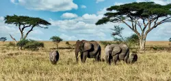 africa-2