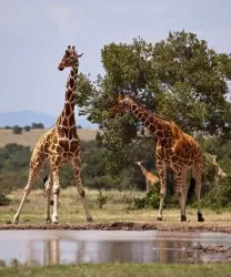 Kenya