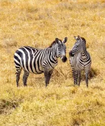 tanzania