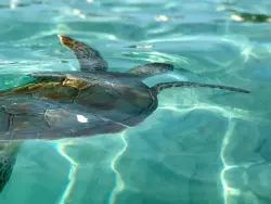 5-bahamas